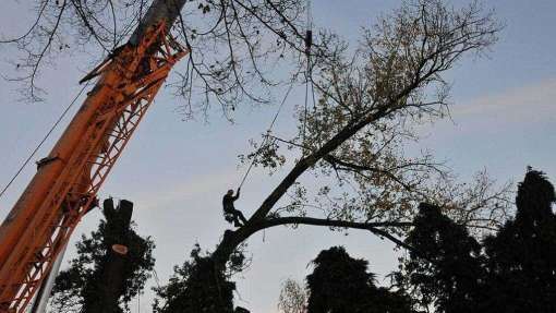 Specialist in tree uprooting Zevenaar