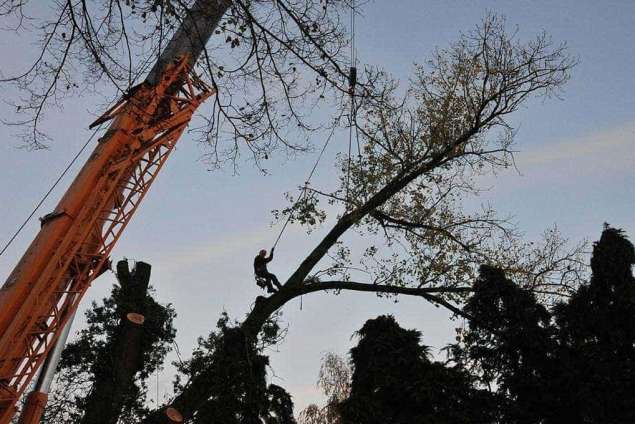 Specialist in tree uprooting Zevenaar