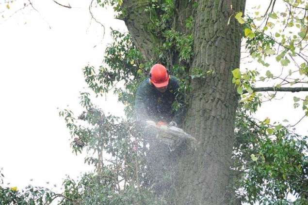 Specialist in tree uprooting Zevenaar