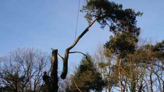 Specialist in tree uprooting Zevenaar