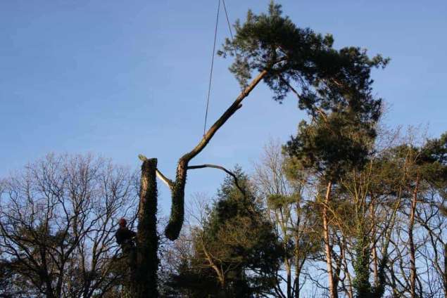 Specialist in tree uprooting Zevenaar