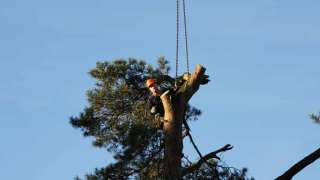 Specialist in tree uprooting Zevenaar