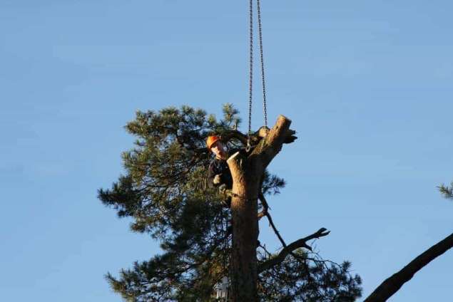 Specialist in tree uprooting Zevenaar