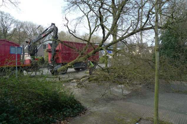 Specialist in tree uprooting Zevenaar