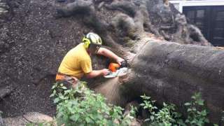 Specialist in tree uprooting Zevenaar