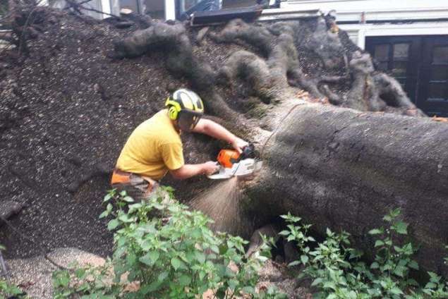 Specialist in tree uprooting Zevenaar