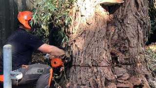 Specialist in tree uprooting Zevenaar