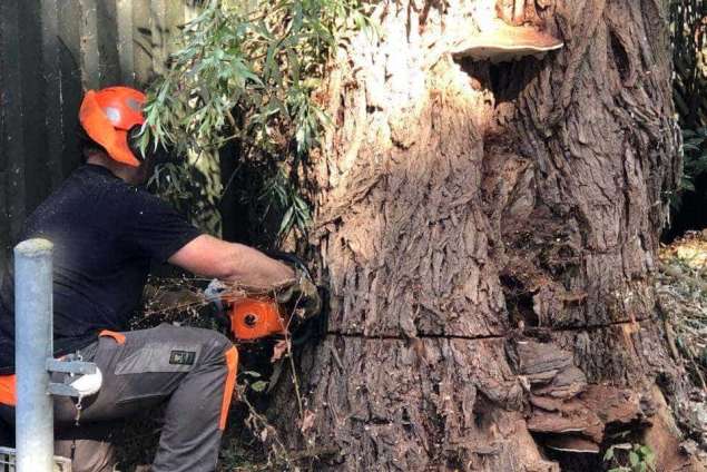 Specialist in tree uprooting Zevenaar