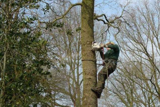 Specialist in tree uprooting Zevenaar