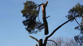 Machinaal bomen verwijderen in Aalten