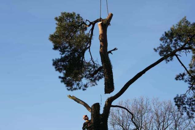 Machinaal bomen verwijderen in Aalten