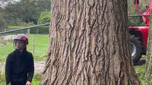 Bomen rooien Aalten