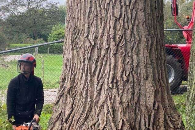 Bomen rooien Aalten