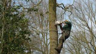 Handmatig bomen verwijderen  Aalten