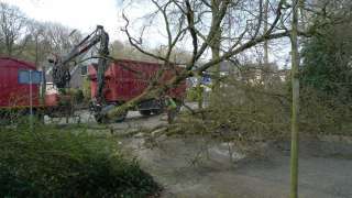 Voorwaarden voor het verwijderen van boomstronken in Zoetermeer