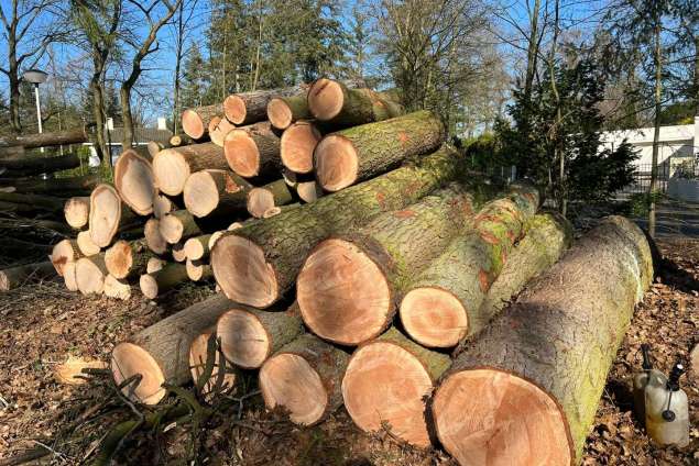 verwijderen van bomen in Best Eindhoven