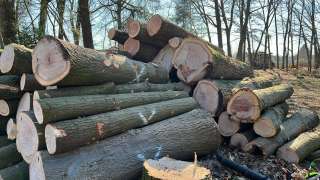 verwijderen van bomen in Best Eindhoven