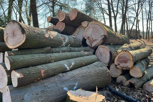 verwijderen van bomen in Best Eindhoven