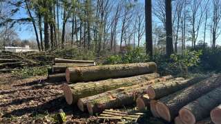 verwijderen van bomen in Best Eindhoven