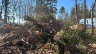 verwijderen van bomen in Best Eindhoven