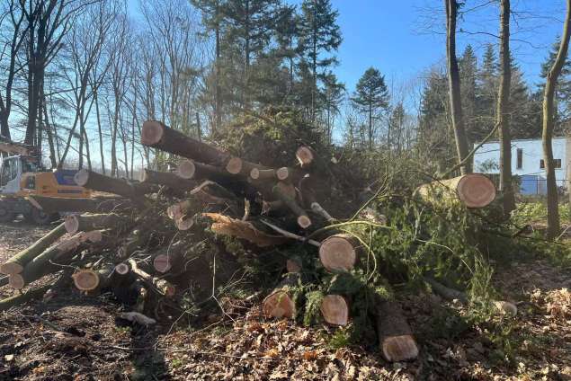 verwijderen van bomen in Best Eindhoven