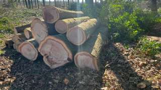 verwijderen van bomen in Best Eindhoven