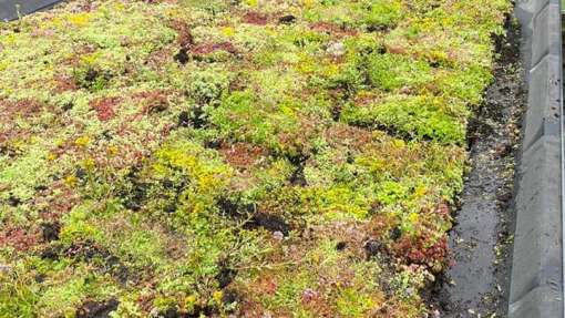 groene daken sedum matten hoe plaatsen 