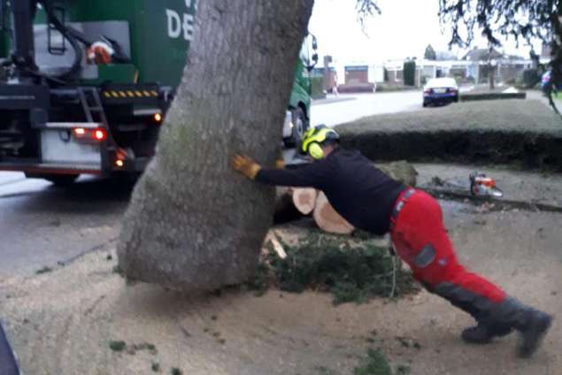 verwijderen van bomen in Eindhoven Mierlo door middel van klimmen en kraanwerk 