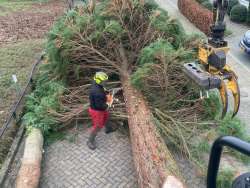 verwijderen van bomen in Eindhoven Mierlo door middel van klimmen en kraanwerk 