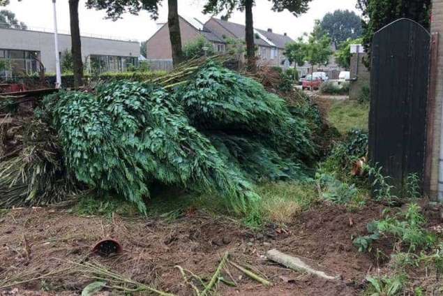 Eindhoven schutting zetten en haag verwijderen  stronken frezen