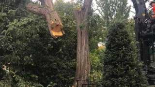 Bomen rooien Meersen zuid limburg