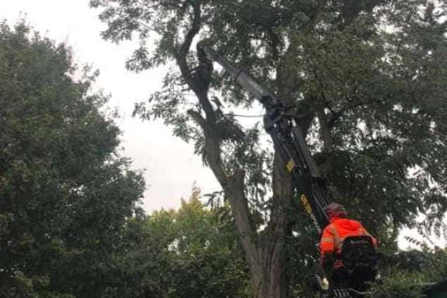 Bomen rooien Meersen zuid limburg