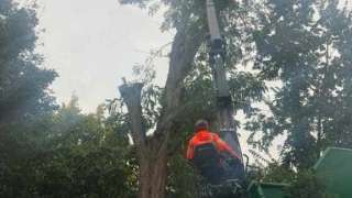 Bomen rooien Meersen zuid limburg