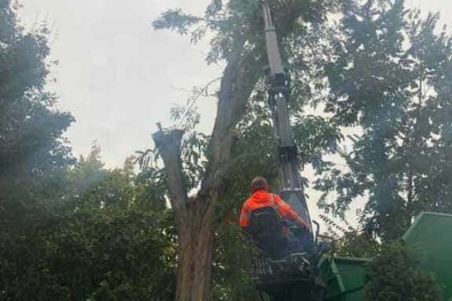 Bomen rooien Meersen zuid limburg