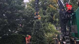 Bomen rooien Meersen zuid limburg