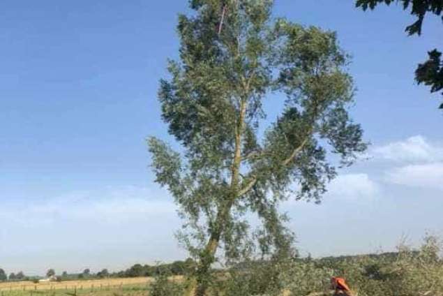 bomen vellen