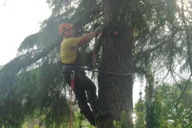 Weert boom kappen