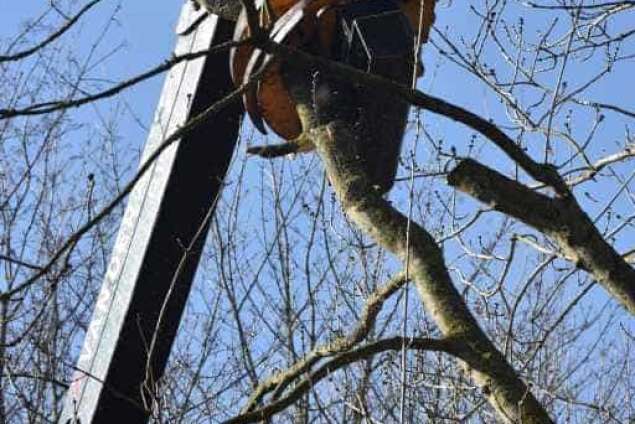 Bomen rooien in Philipine