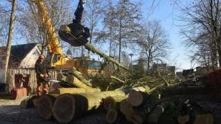 Bomen rooien in Philipine