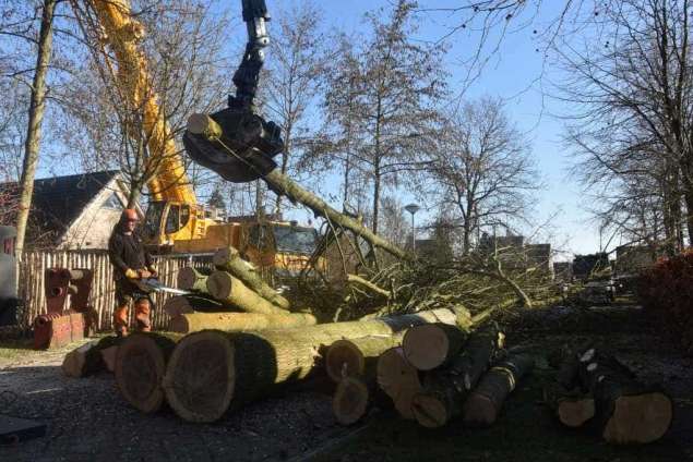 Bomen rooien in Philipine