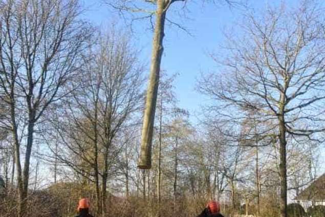 Bomen rooien in Philipine