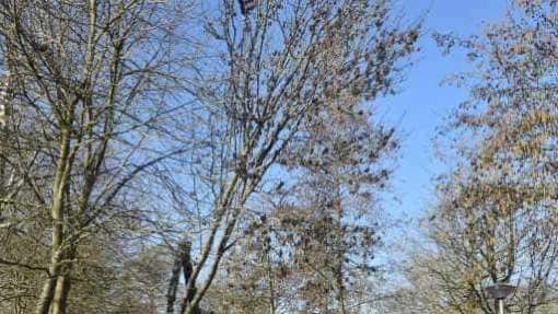 Bomen rooien in Philipine