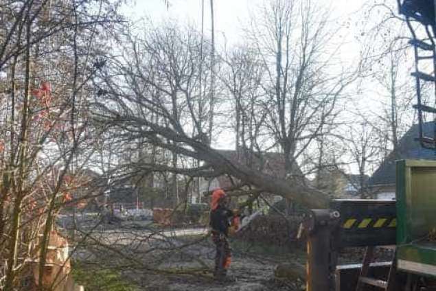 Bomen rooien in Philipine