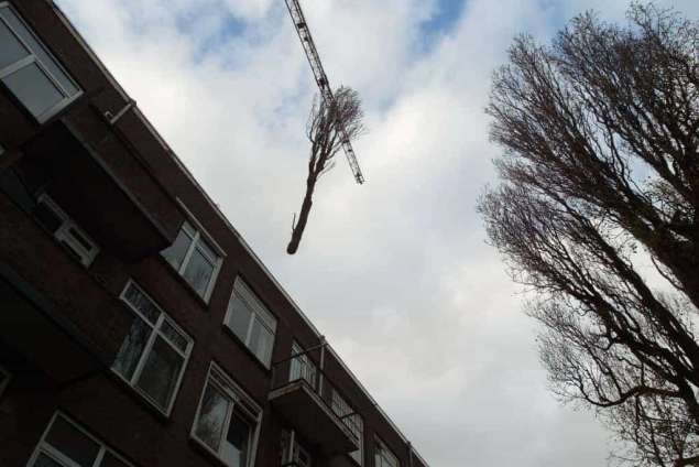 Boom verwijderen Rotterdam