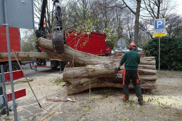 Boom verwijderen Rotterdam