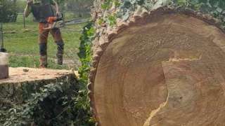 bomen rooien terschuur