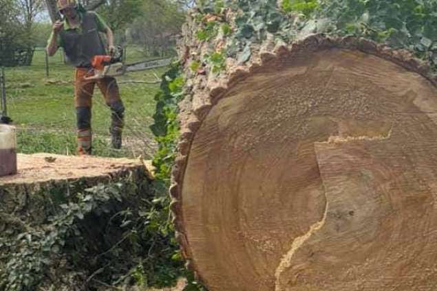 bomen rooien terschuur