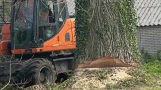 bomen rooien terschuur