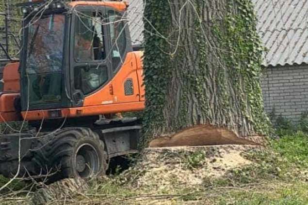 bomen rooien terschuur