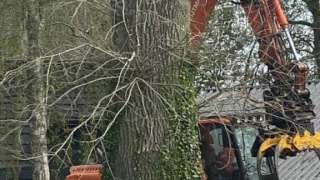 bomen rooien terschuur